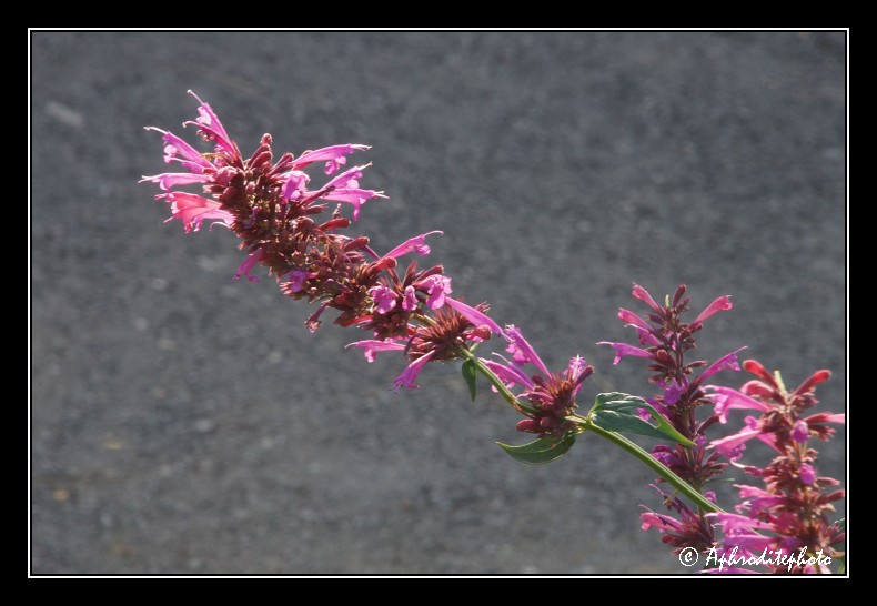 029 Fleurs